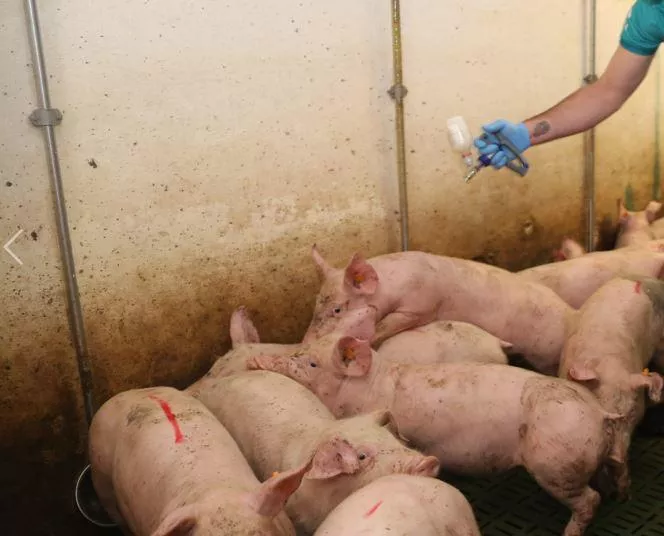 Leki dla zwierząt bez jasnych zasad. Rolnicy od 4 lat działają w prawnej prowizorce