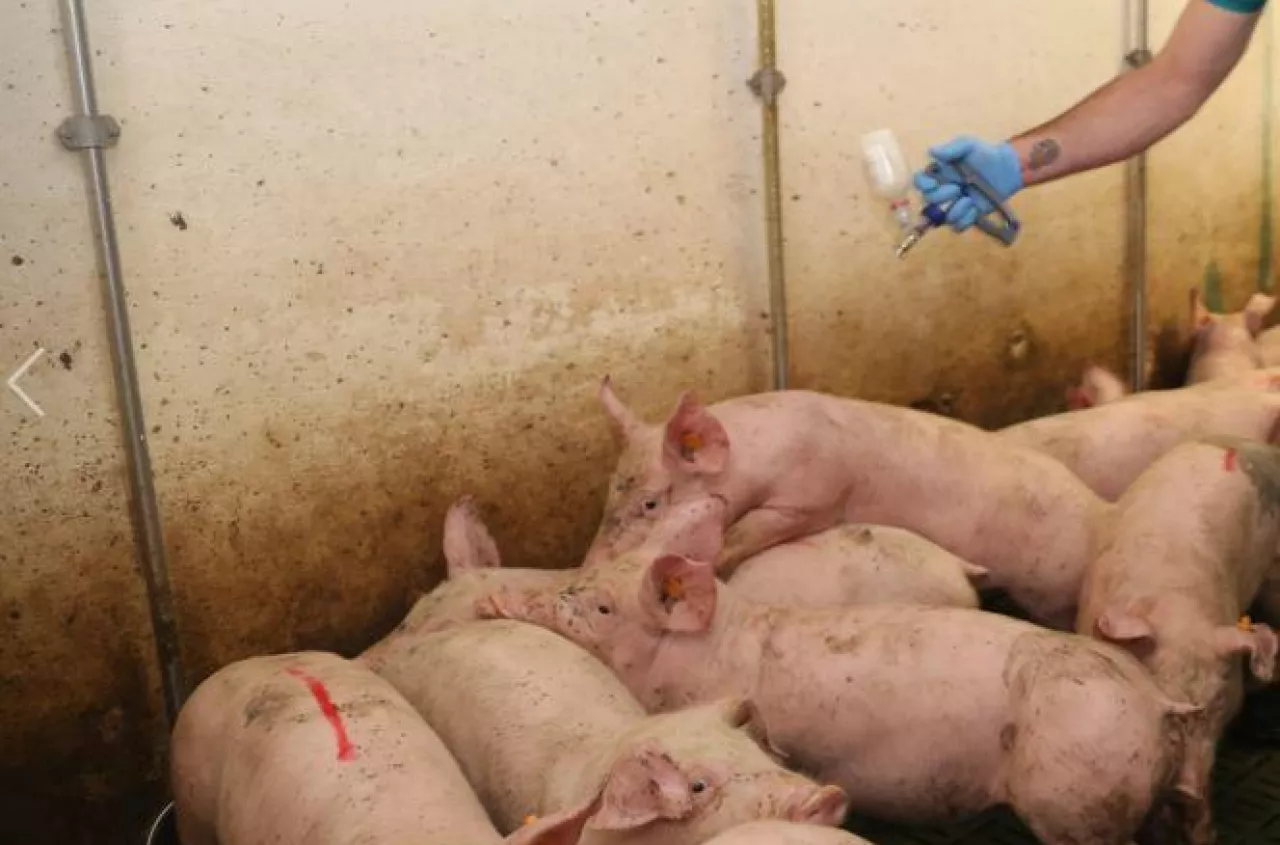 Leki dla zwierząt bez jasnych zasad. Rolnicy od 4 lat działają w prawnej prowizorce