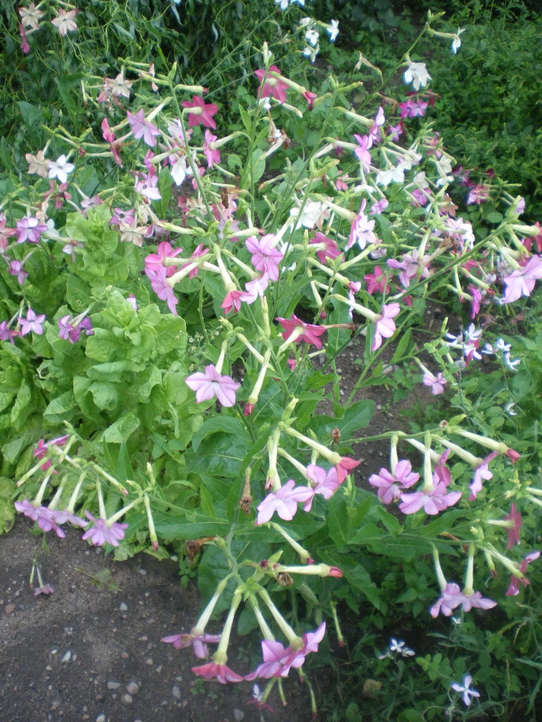 Już w lutym wysiej te kwiaty. W maju ogród będzie pełen kolorów