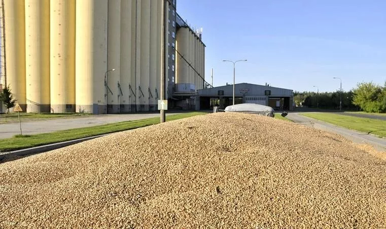 Pszenica drożeje na Matifie, ale skupy stoją. Jakie są ceny zbóż w Polsce? [SONDA]