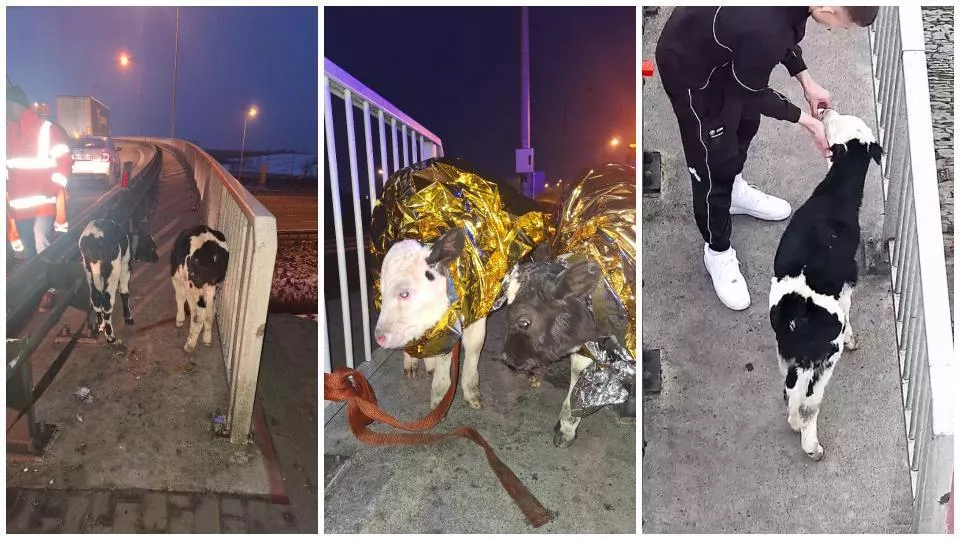 Cielaki biegały po autostradzie A2. Kierowcy zareagowali błyskawicznie