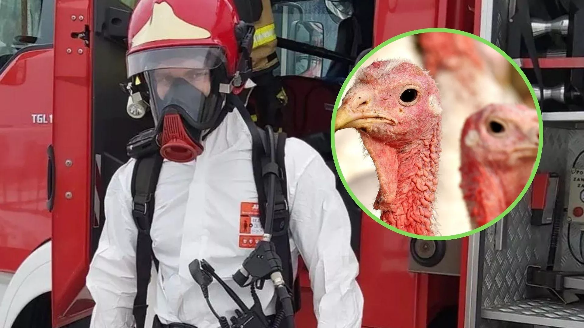 Kolejne ognisko ptasiej grypy. Blisko 50 tys. indyków do wybicia