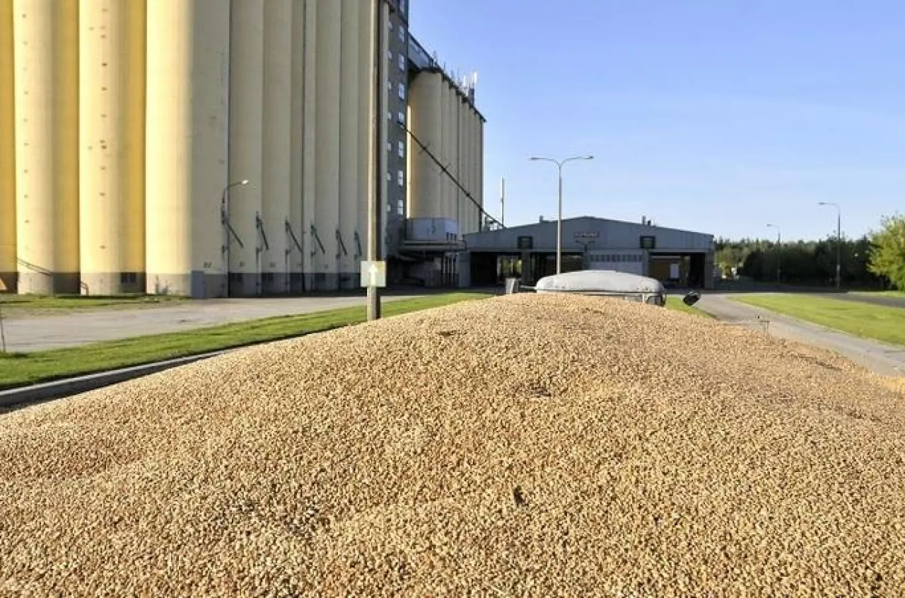 Pszenica drożeje na Matifie, ale skupy stoją. Jakie są ceny zbóż w Polsce? [SONDA]