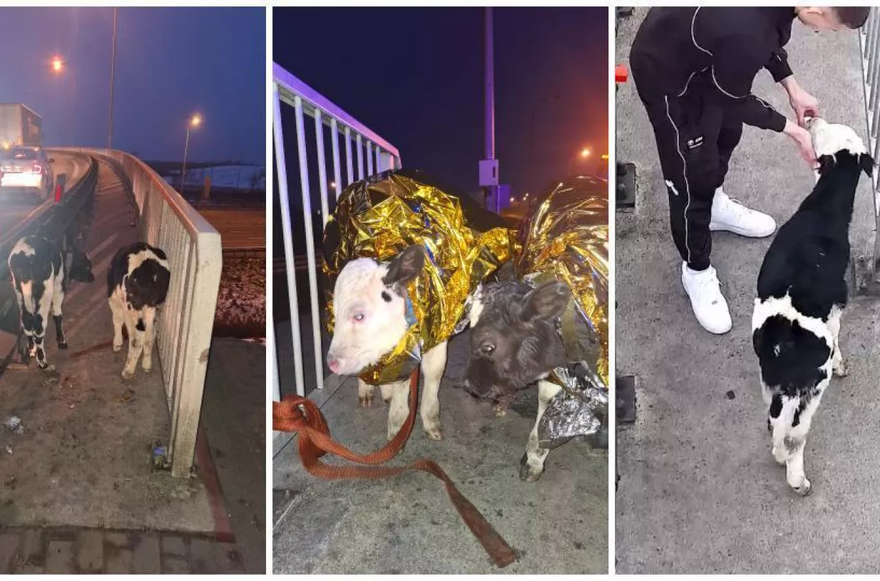 Cielaki biegały po autostradzie A2. Kierowcy zareagowali błyskawicznie