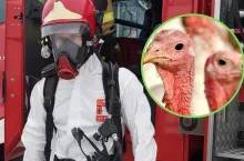 Strażak w kombinezonie ochronnym i grypa ptaków