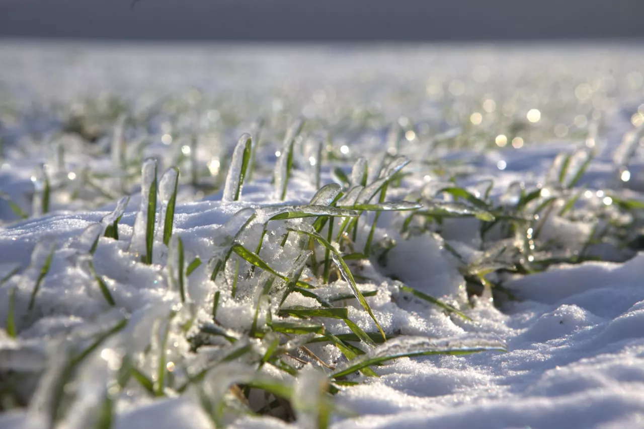 pszenica mróz