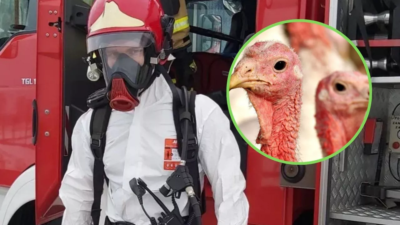 Strażak w kombinezonie ochronnym i grypa ptaków