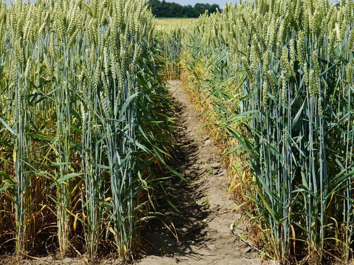 Pszenica jara: Lista Odmian Zalecanych w województwach