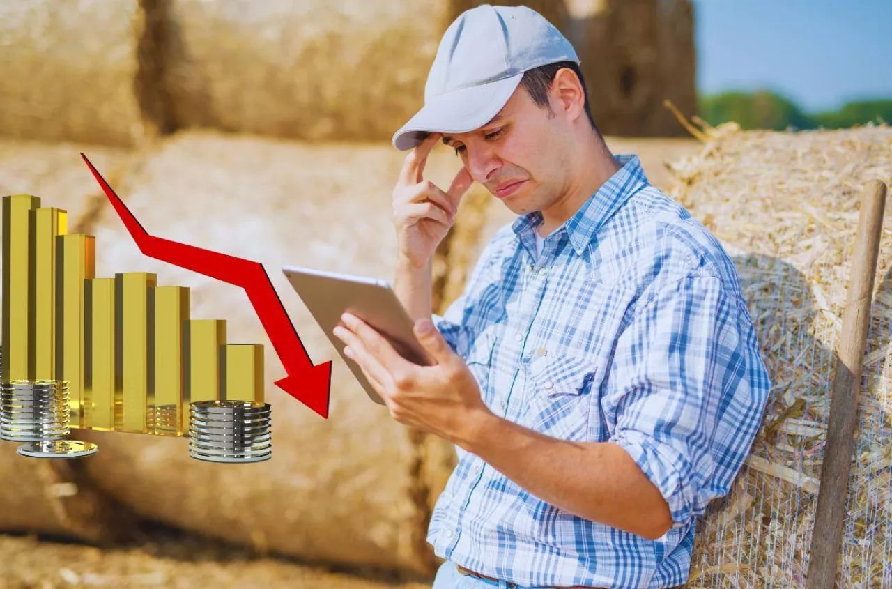 Nawozy drożeją, zboża tanieją. Pszenica realnie tańsza o 40%