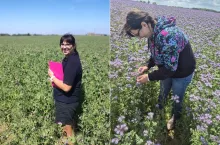 Wsiewki w uprawy jare. Jeden siew, dwa plony i korzyści dla gospodarstwa