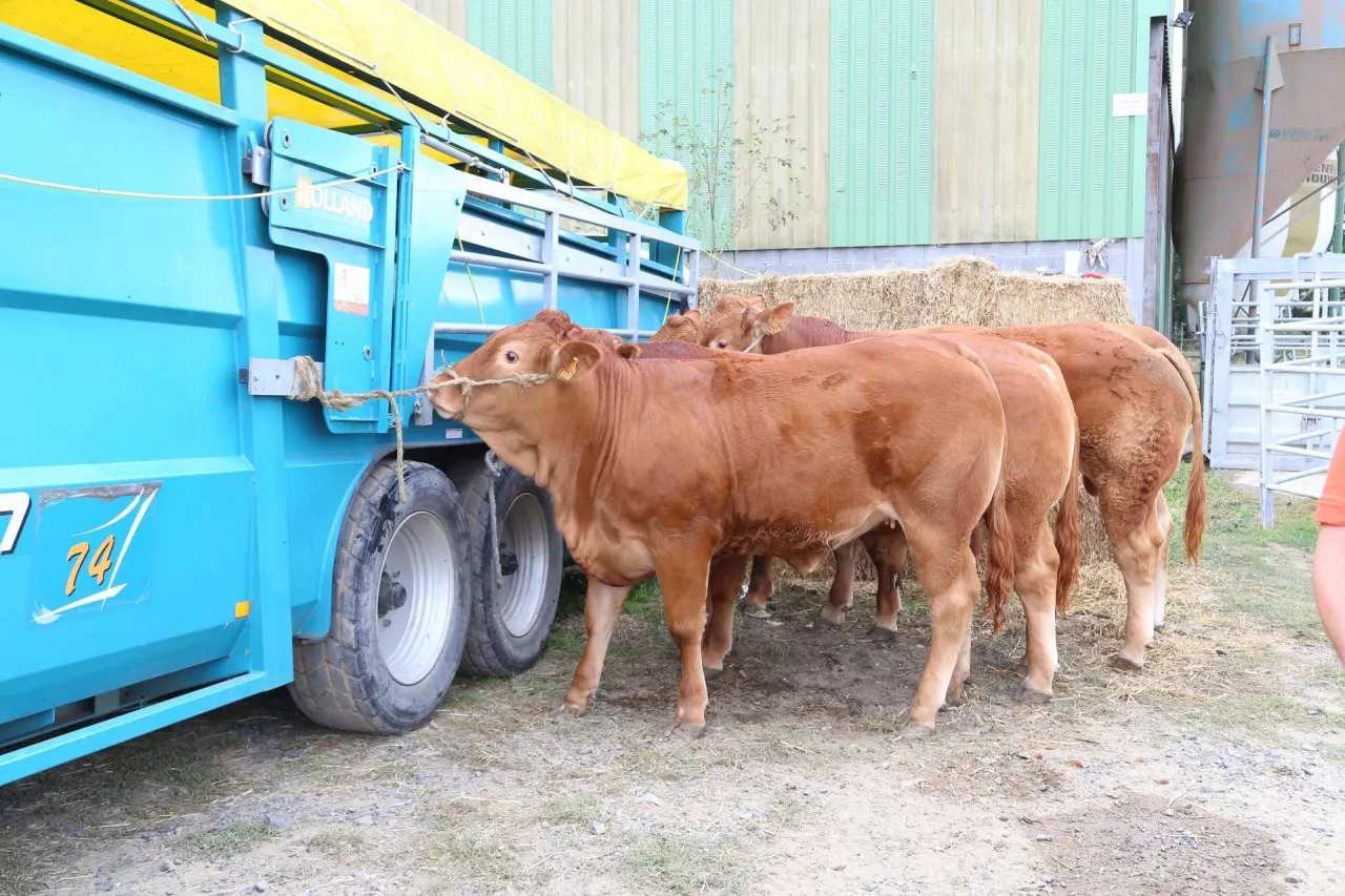 Jakie są ceny byków, krów i jałówek? [SONDA]