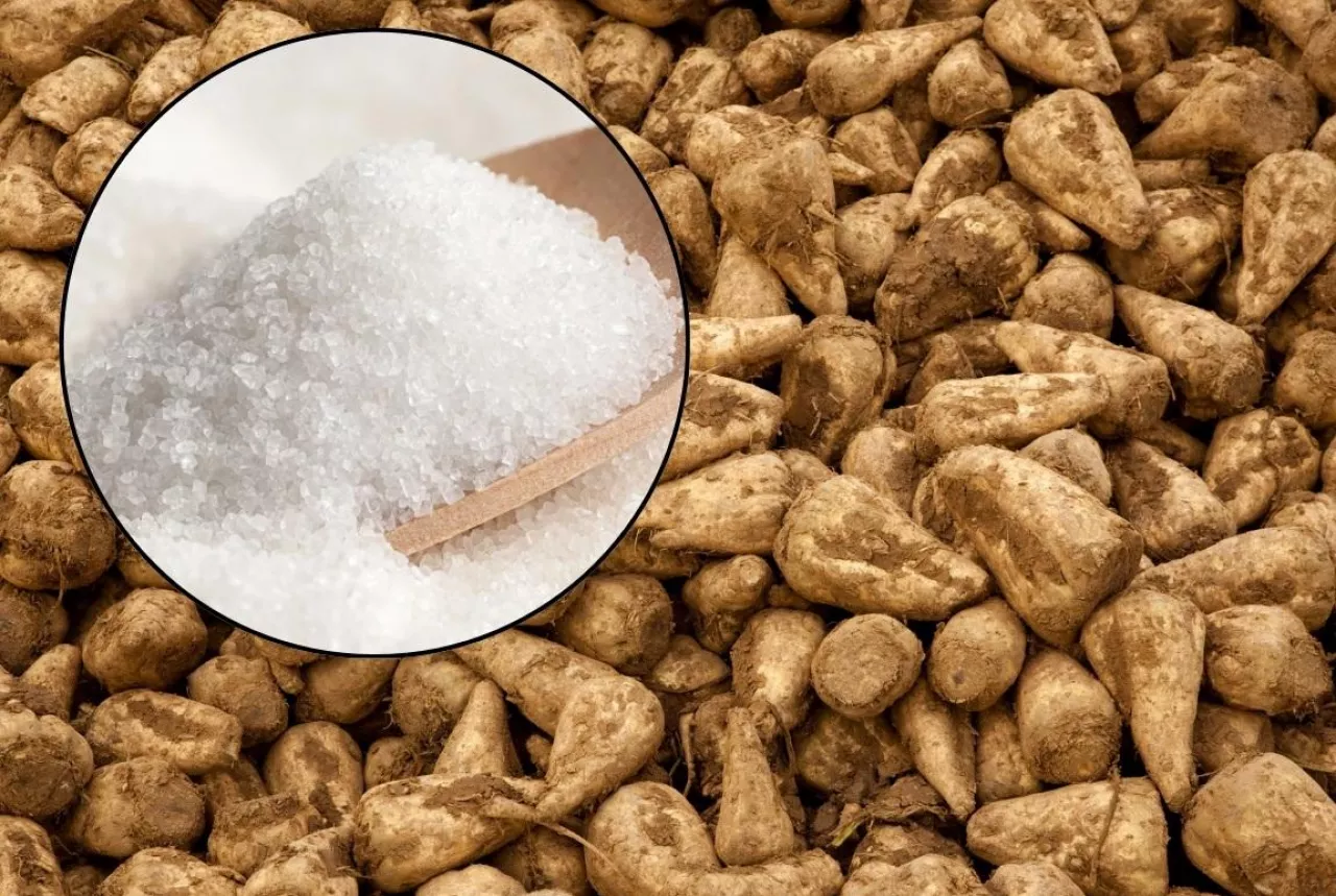 rynek cukru, produkcja cukru, kontraktacja, cukier, buraki cukrowe