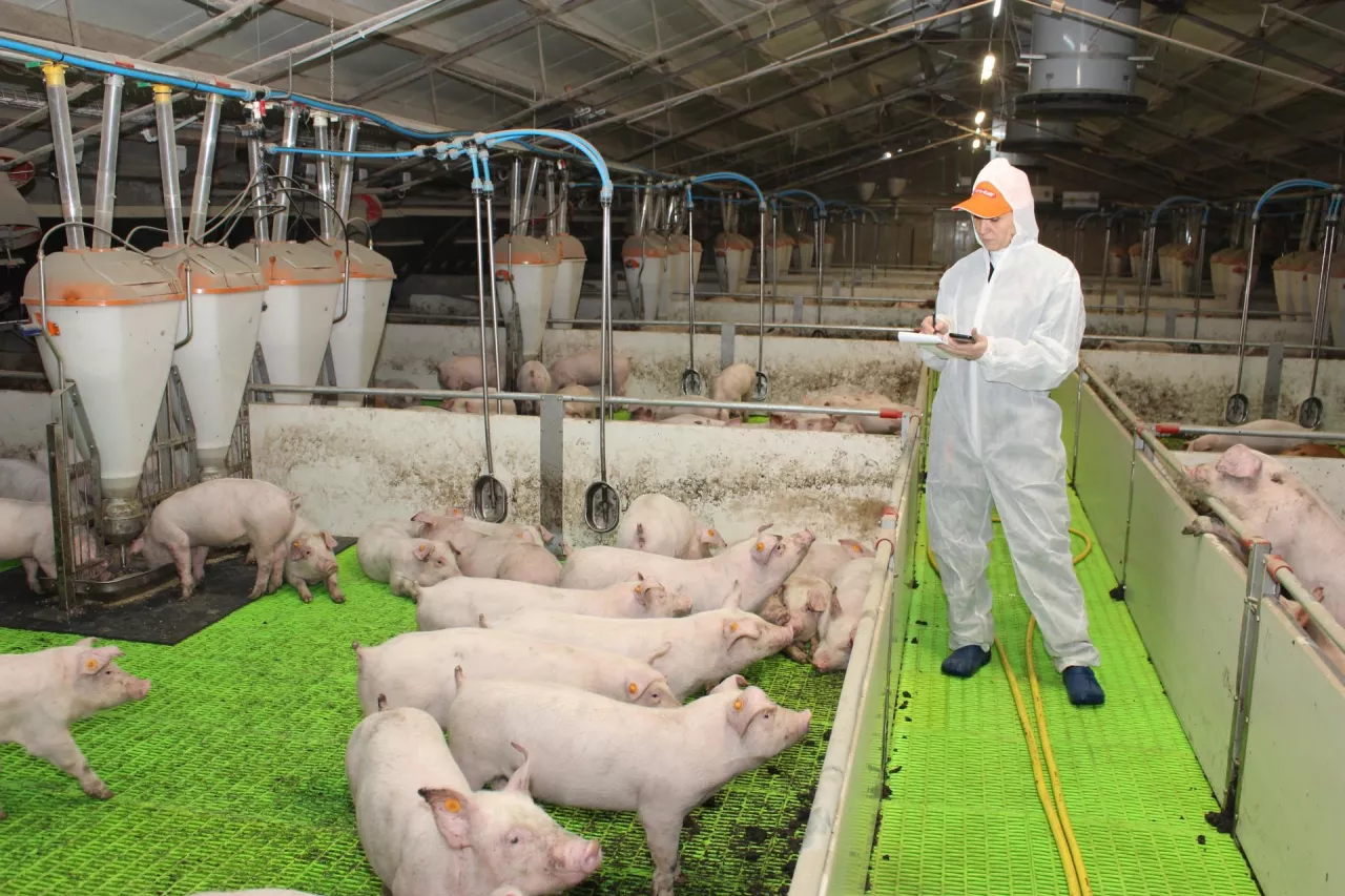 reportaż wojtczak odchowalnia na piętrze