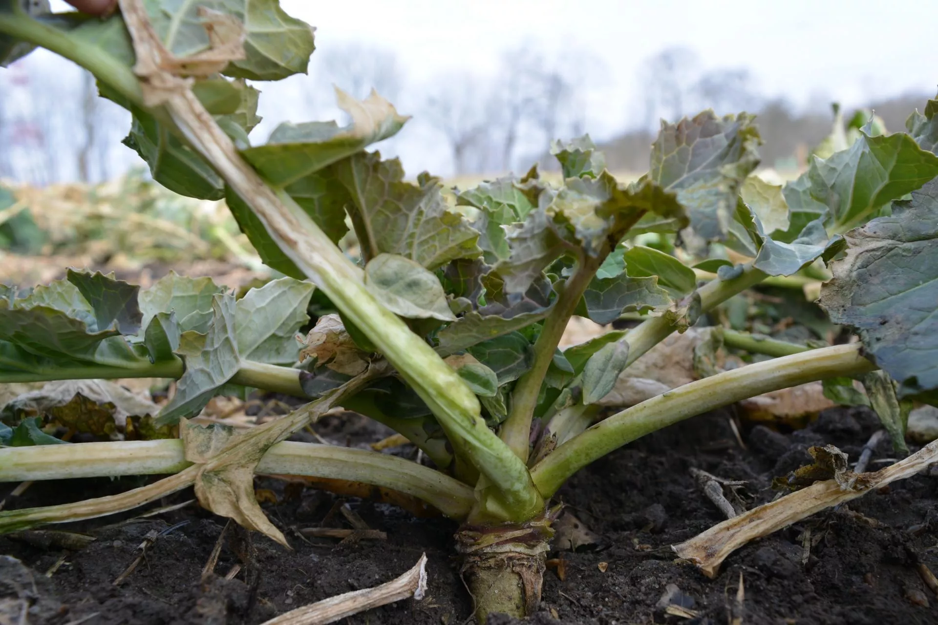 130 czy 210 kg N/ha? Jak wyliczyć startową dawkę azotu w rzepaku?