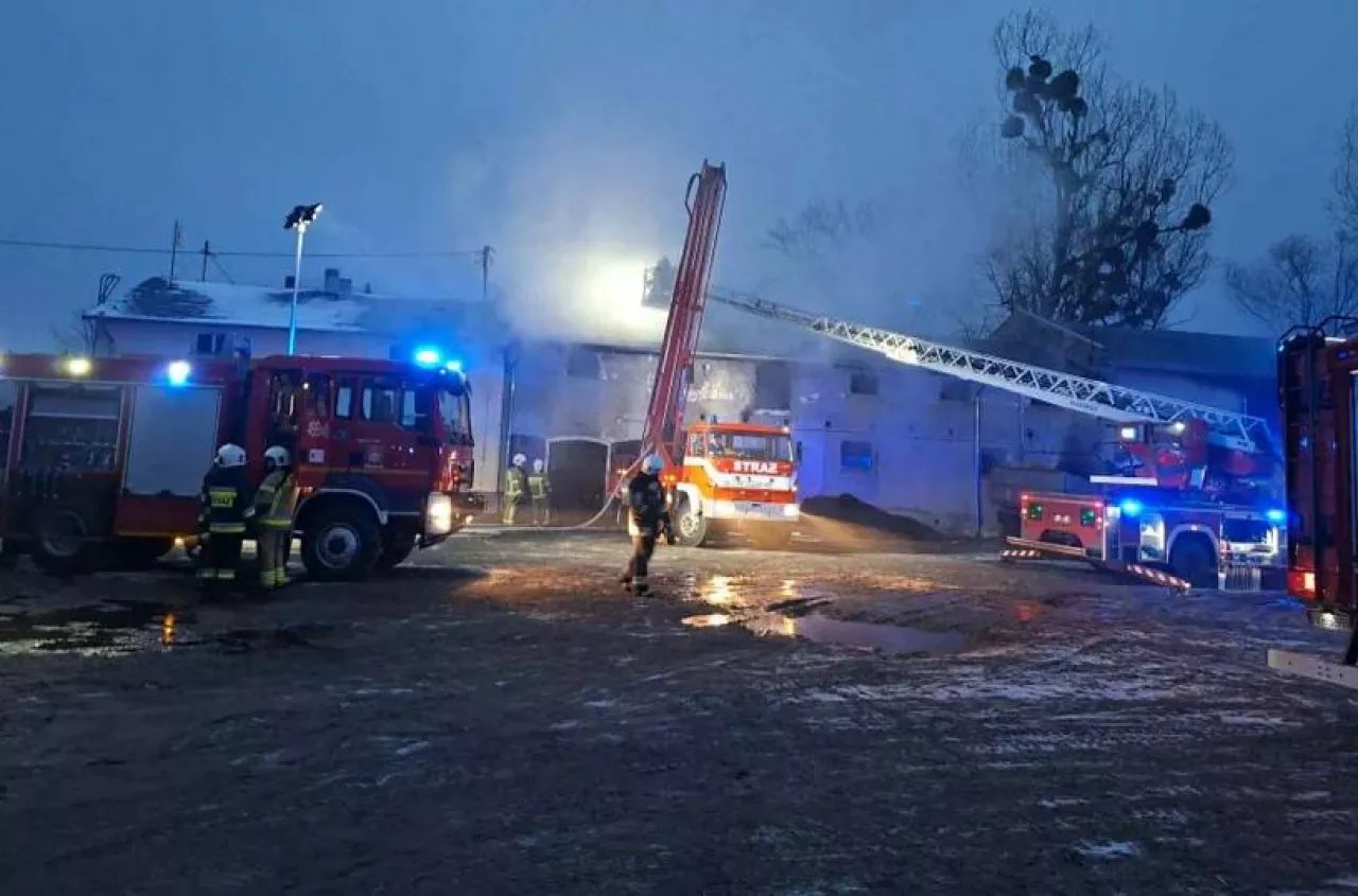 70 cieląt w śmiertelnej pułapce. Pożar obory pod Krotoszynem