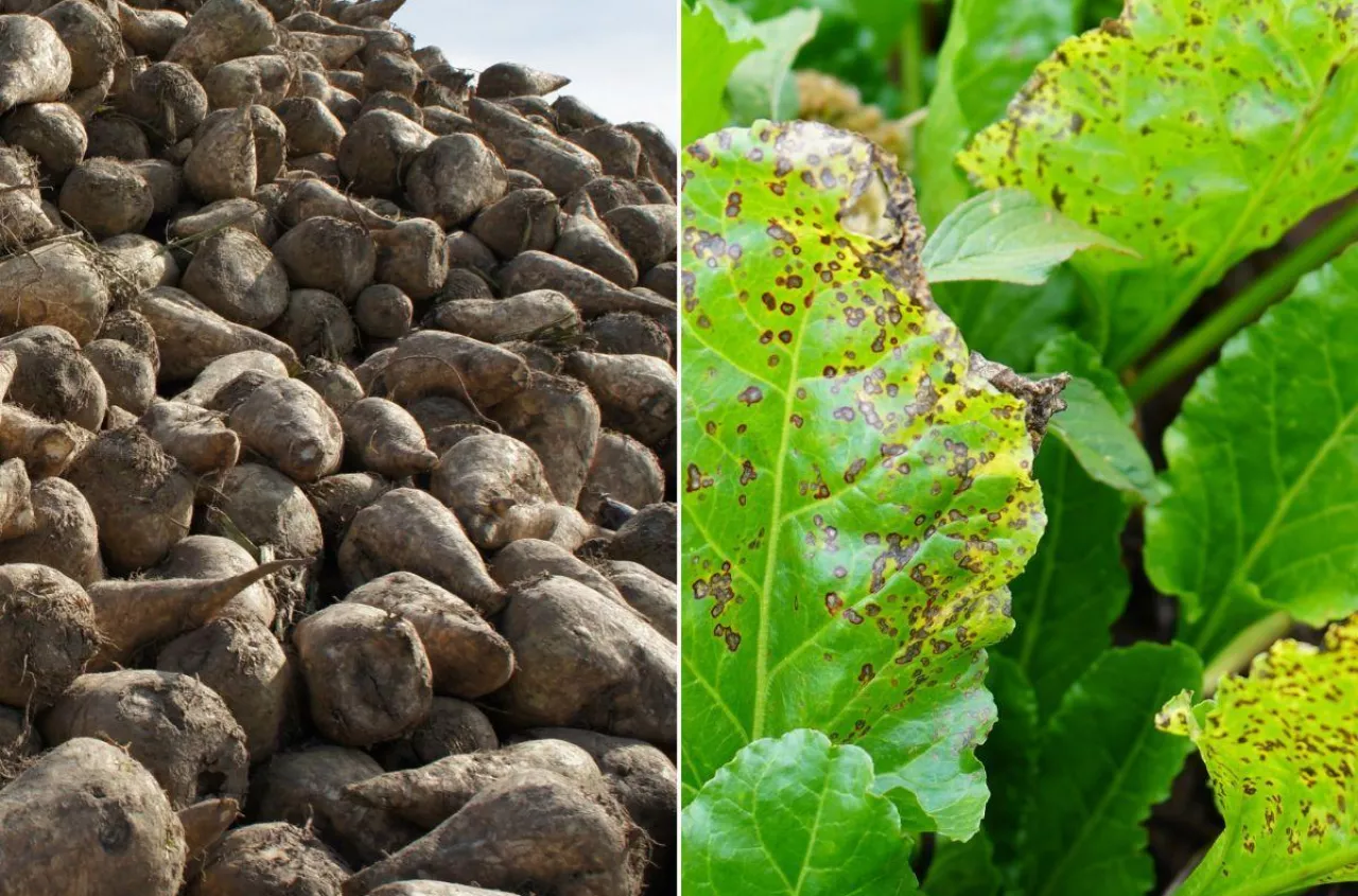 Nowe odmiany buraka cukrowego i pastewnego wpisane do rejestru. Sprawdź listę 17 nowości