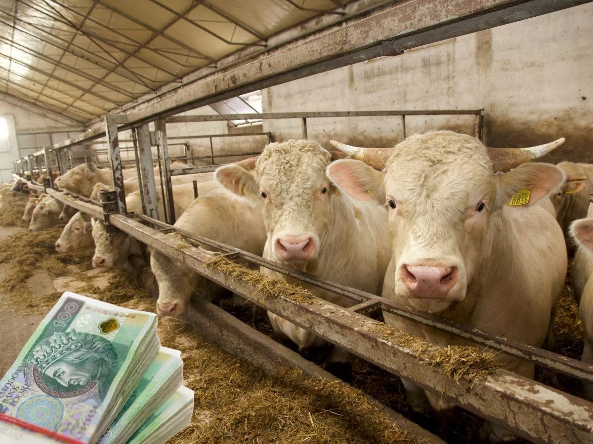 Luty 2026: jakie wnioski o dopłaty mogą złożyć rolnicy? Lista naborów