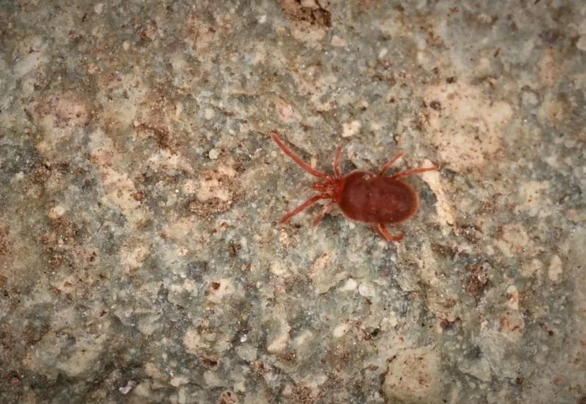 Mróz zniszczy szkodniki upraw? Eksperci IOR wyjaśniają