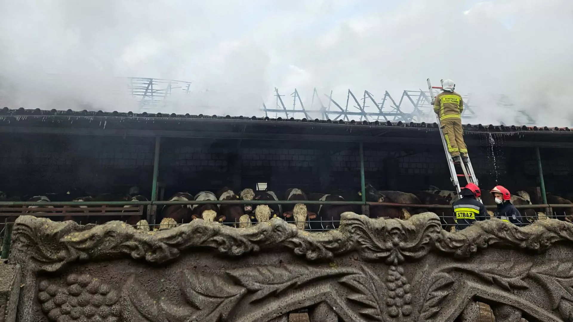 100 sztuk bydła w ogniu. 10 godzin walki, straty liczone w setkach tysięcy