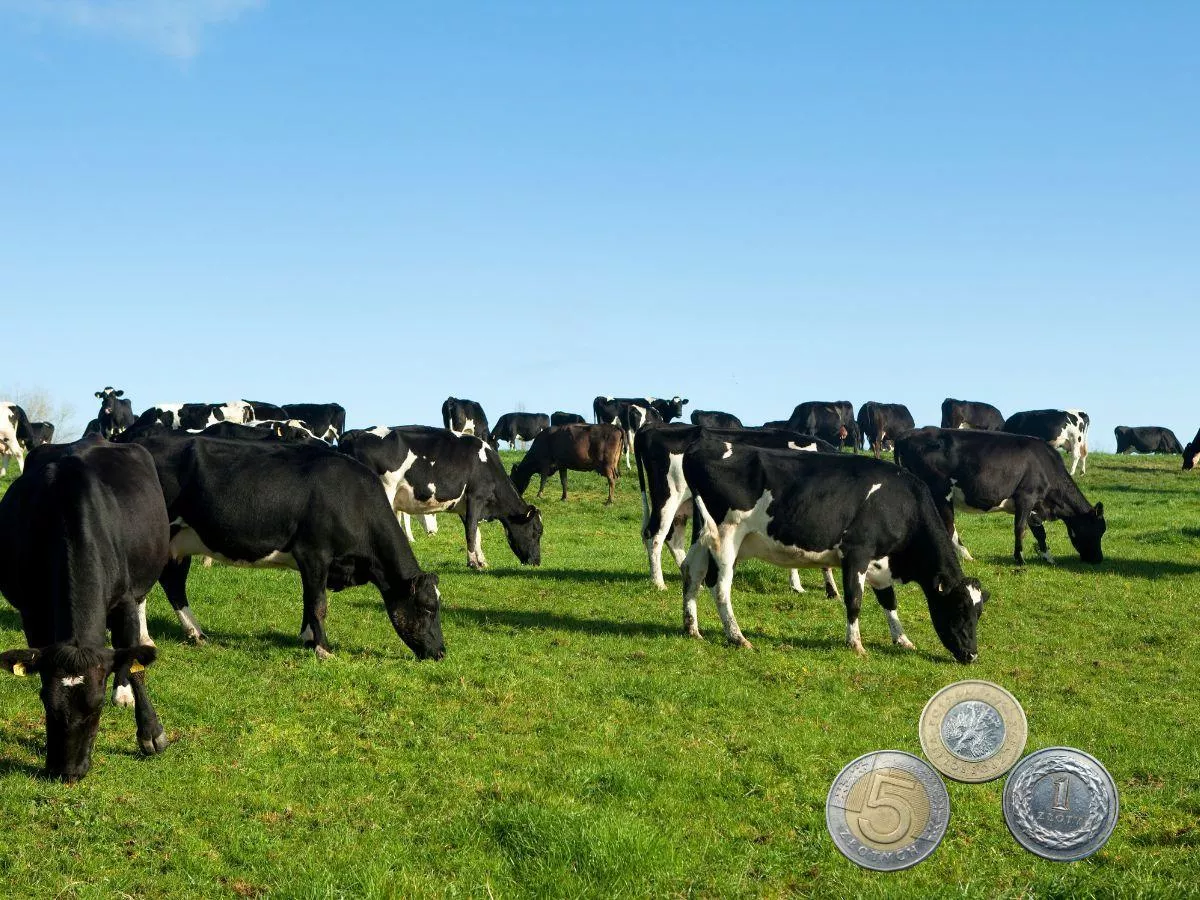 Producenci mleka alarmują przed umową. „Kontrola już dziś jest za słaba”