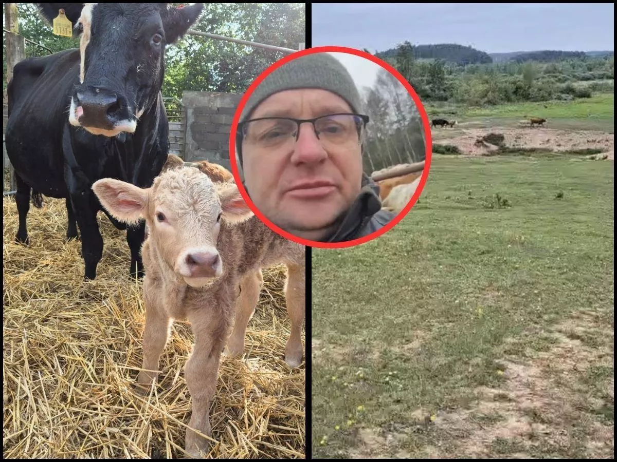 Rolnik nagrał film do ministra. „Tak się nie da hodować bydła”