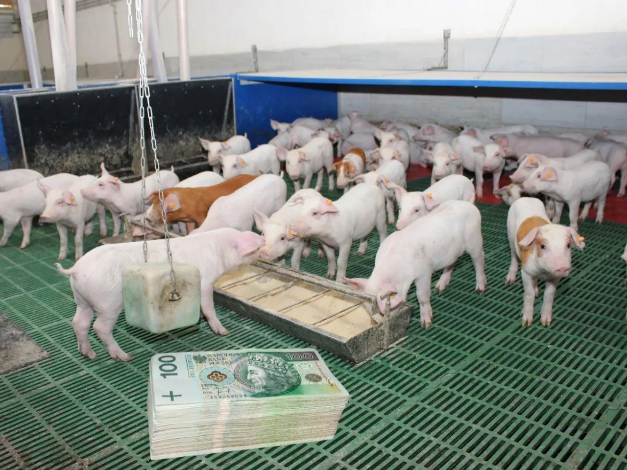 Ceny prosiąt w górę. Gdzie najdrożej? [SONDA]