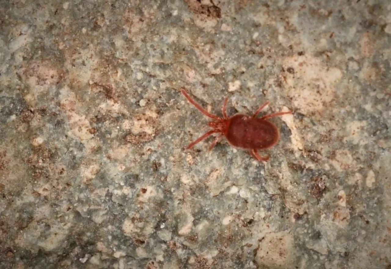 rozkruszki, szkodniki magazynowe, zdjęcie poglądowe