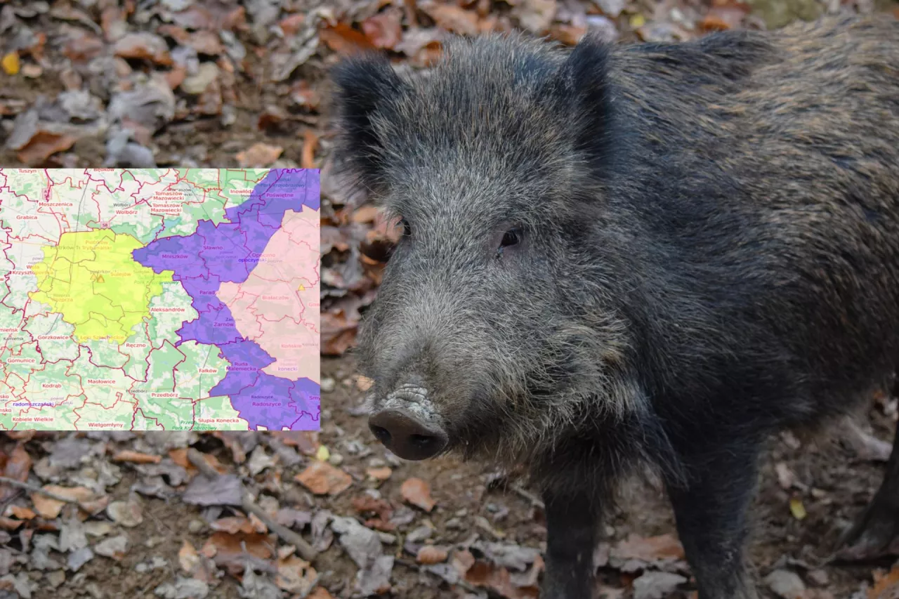 Nie mamy żadnej strefy czerwonej, ale wciąż znacząca większość kraju znajduje się w strefie różowej, a liczba ognisk u dzików od początku stycznia to już 229