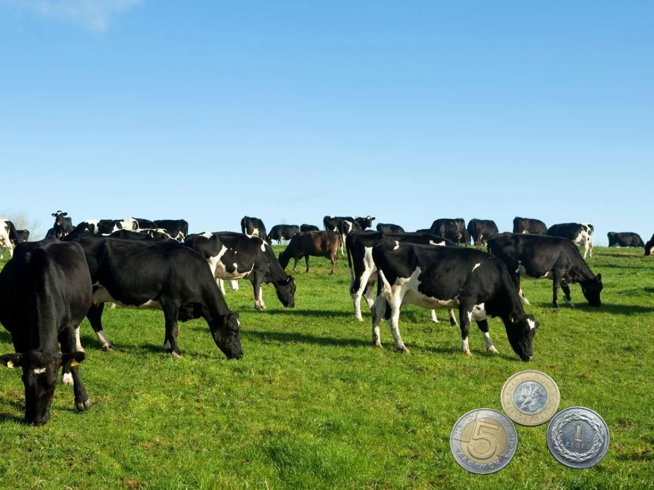 Rynek mleka się odbija? GDT wystrzeliła 