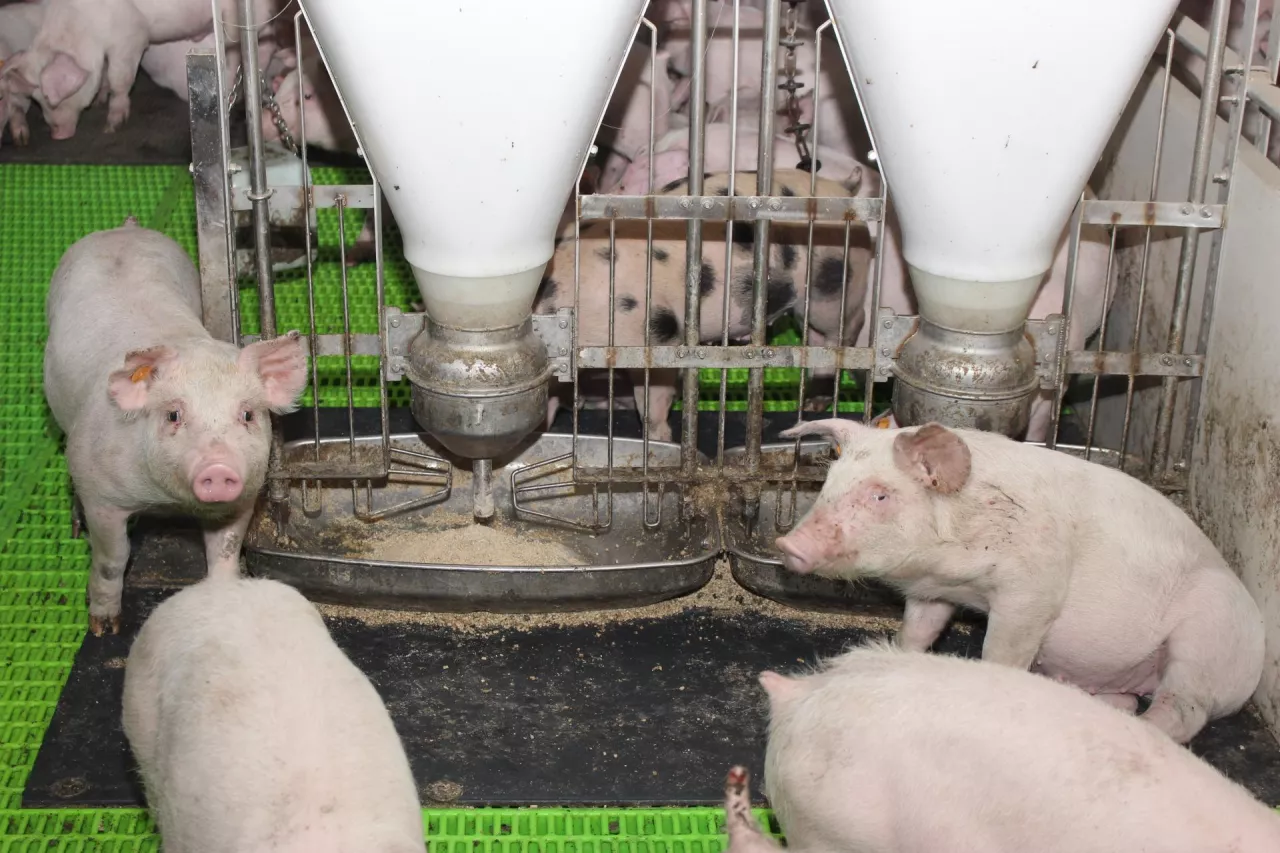 Janusz Wojtczak, Łężek odchowalnia