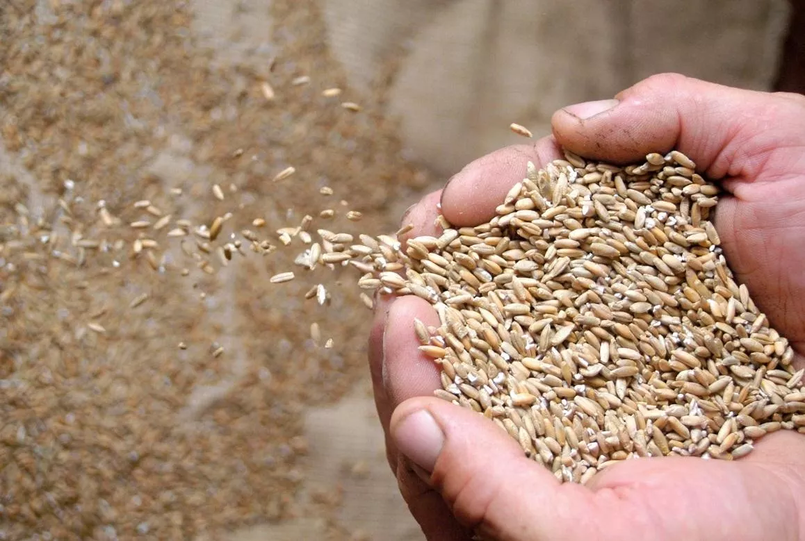 Agencja Nasienna zabiera głos w sprawie kontroli i opłat licencyjnych