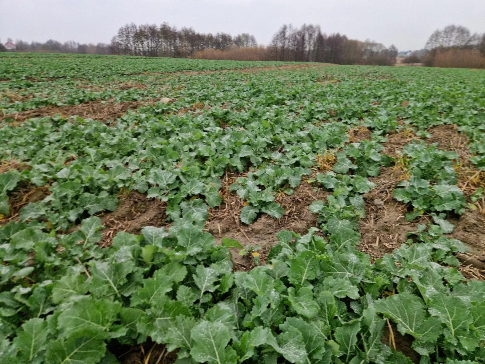 Ile azotu pod rzepak i jak zarobić więcej? Eksperci odpowiadają dziś na żywo