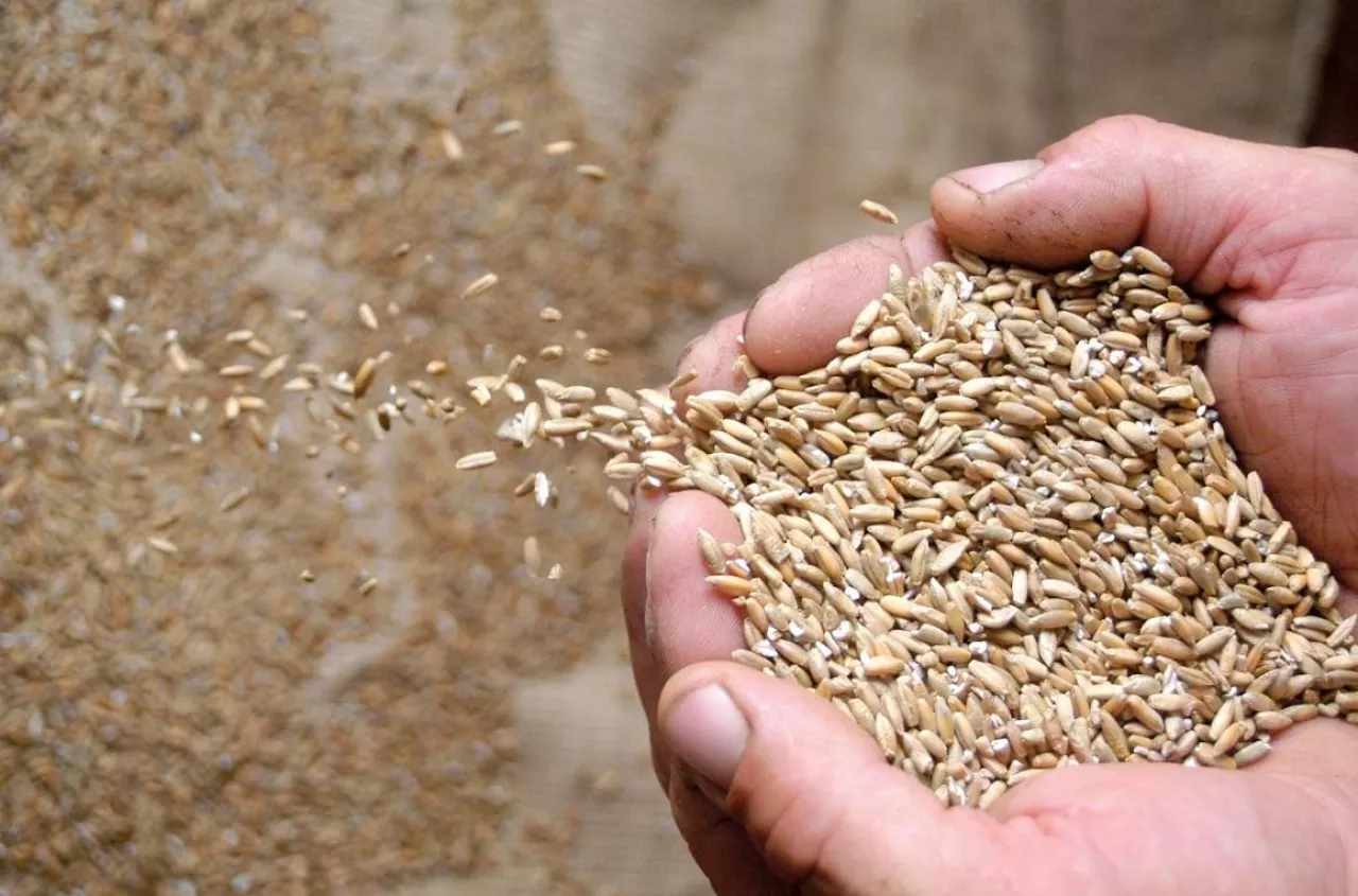 Agencja Nasienna zabiera głos w sprawie kontroli i opłat licencyjnych