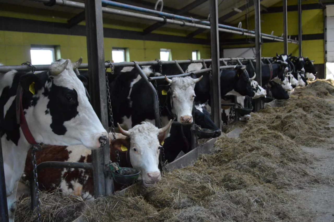 Krowy mleczne w oborze wolnostanowiskowej