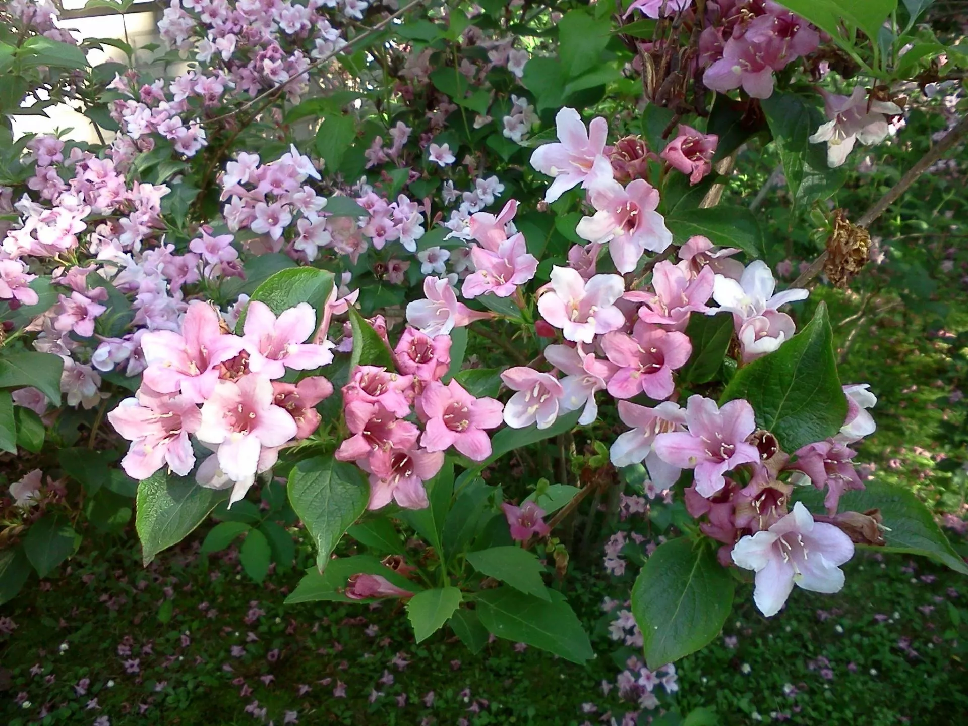 Sekret obfitego kwitnienia. Większość ogrodników robi to w złym terminie