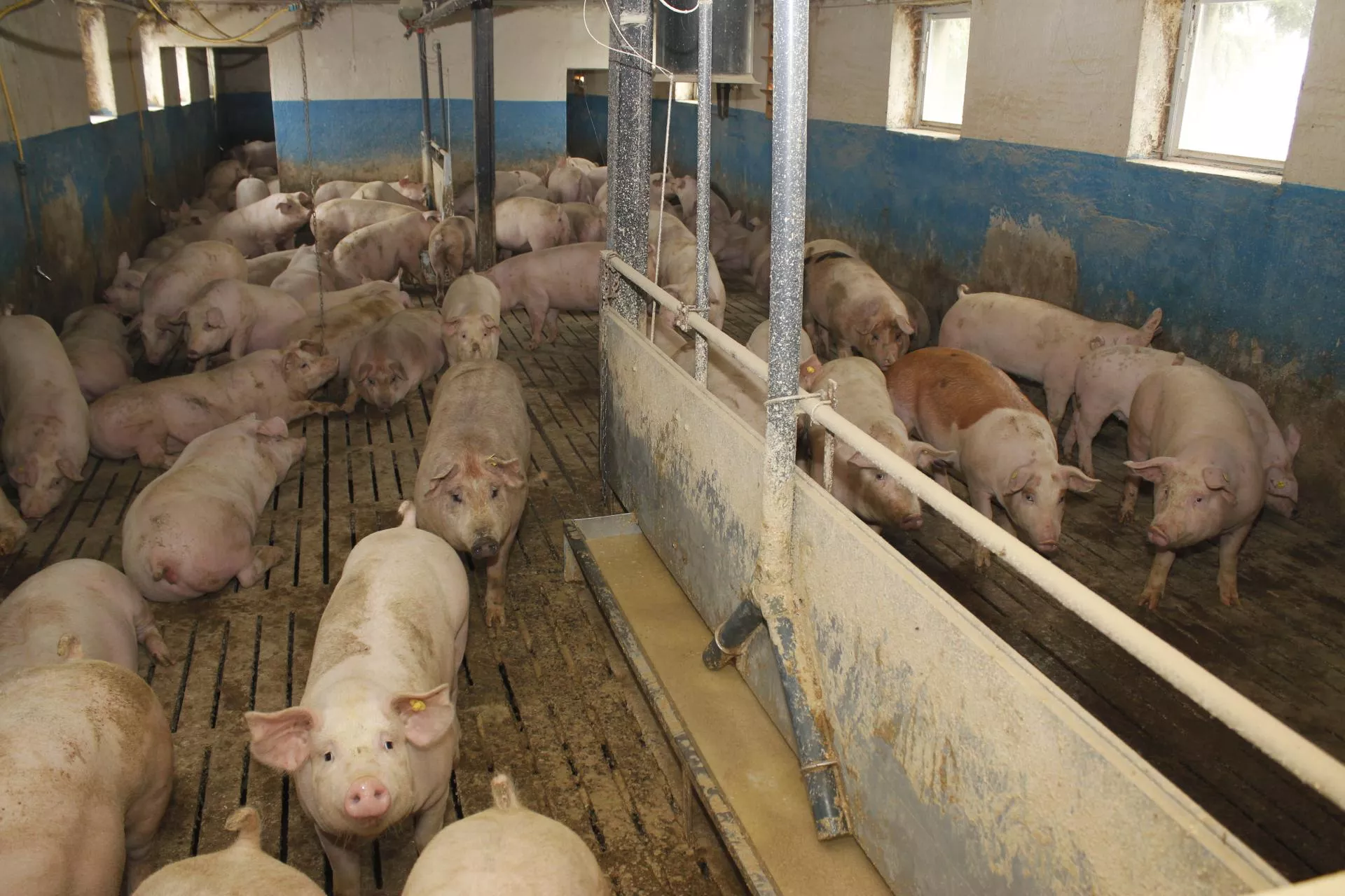 Fermentowana pasza dla świń. Lepsze przyrosty i zdrowsze jelita