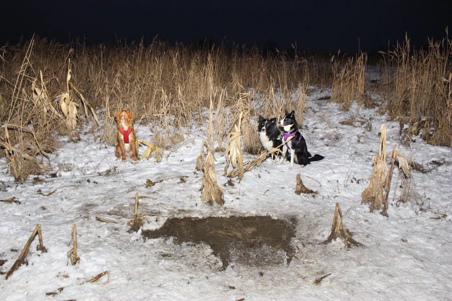 Nowy pomysł na ASF: wolne pasy przy lasach