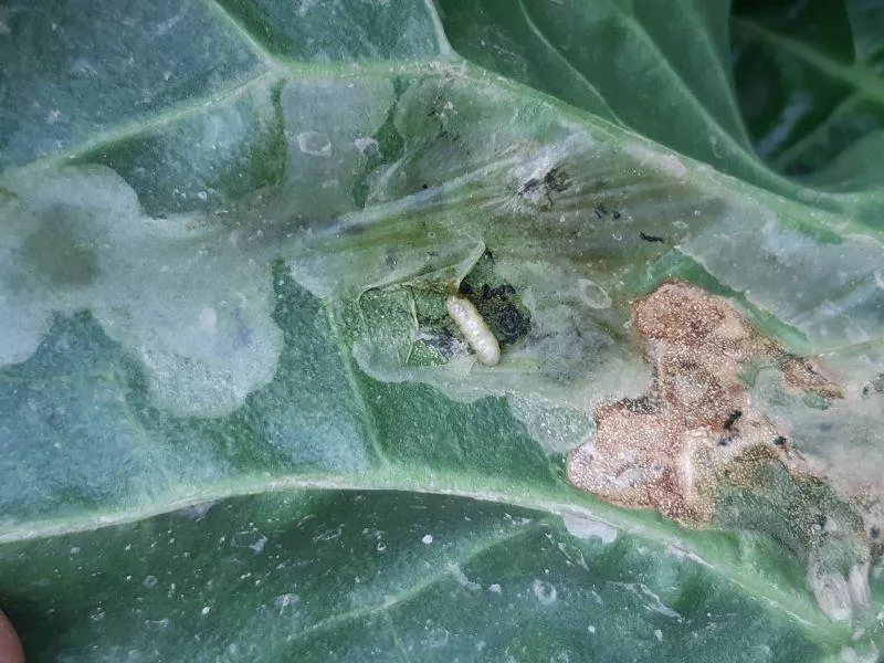 Szkodniki buraka po zimie. Które ucierpią, a które przetrwają?