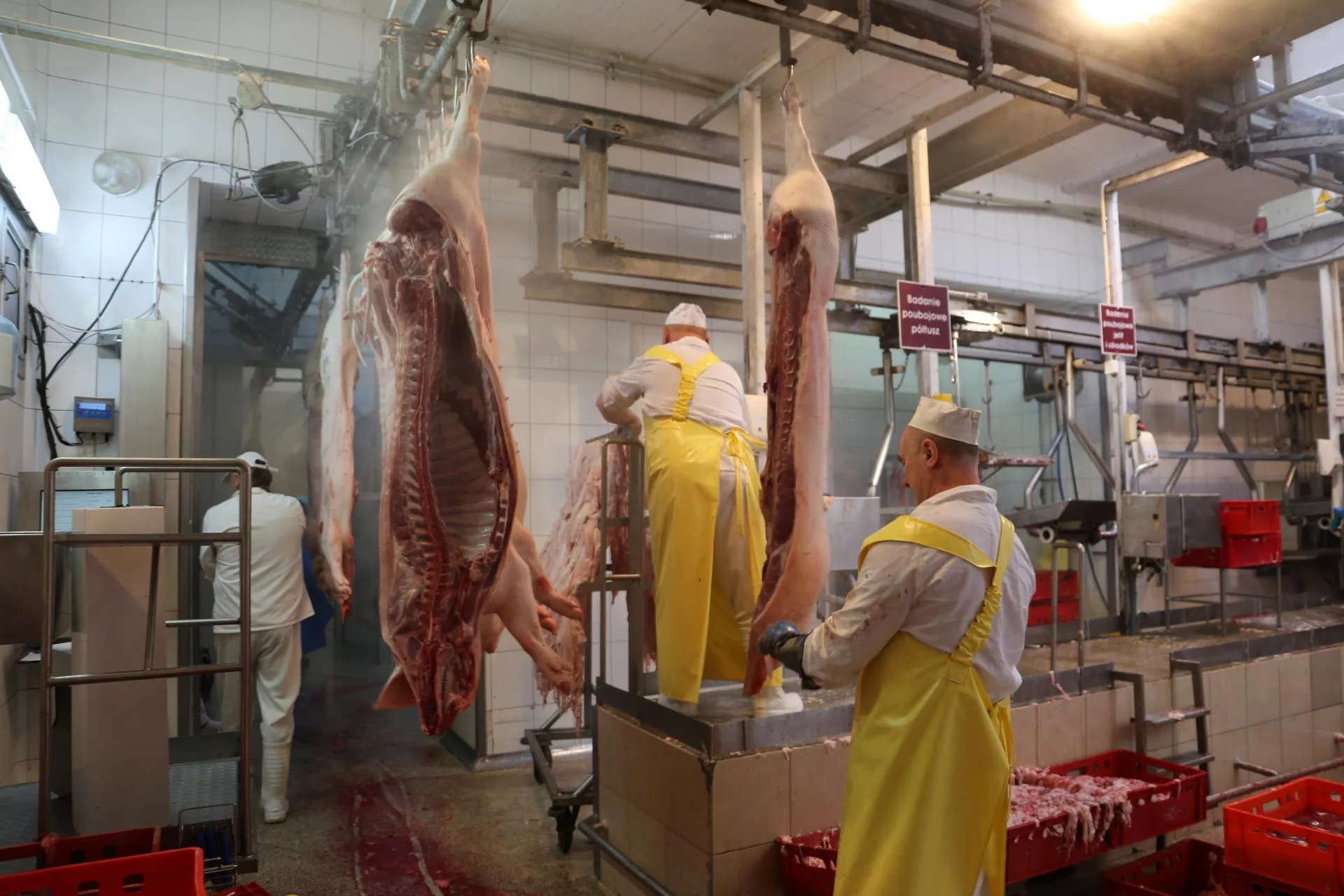 AI w ubojni zamiast człowieka. Nowy system oceni tuszę w 3 sekundy