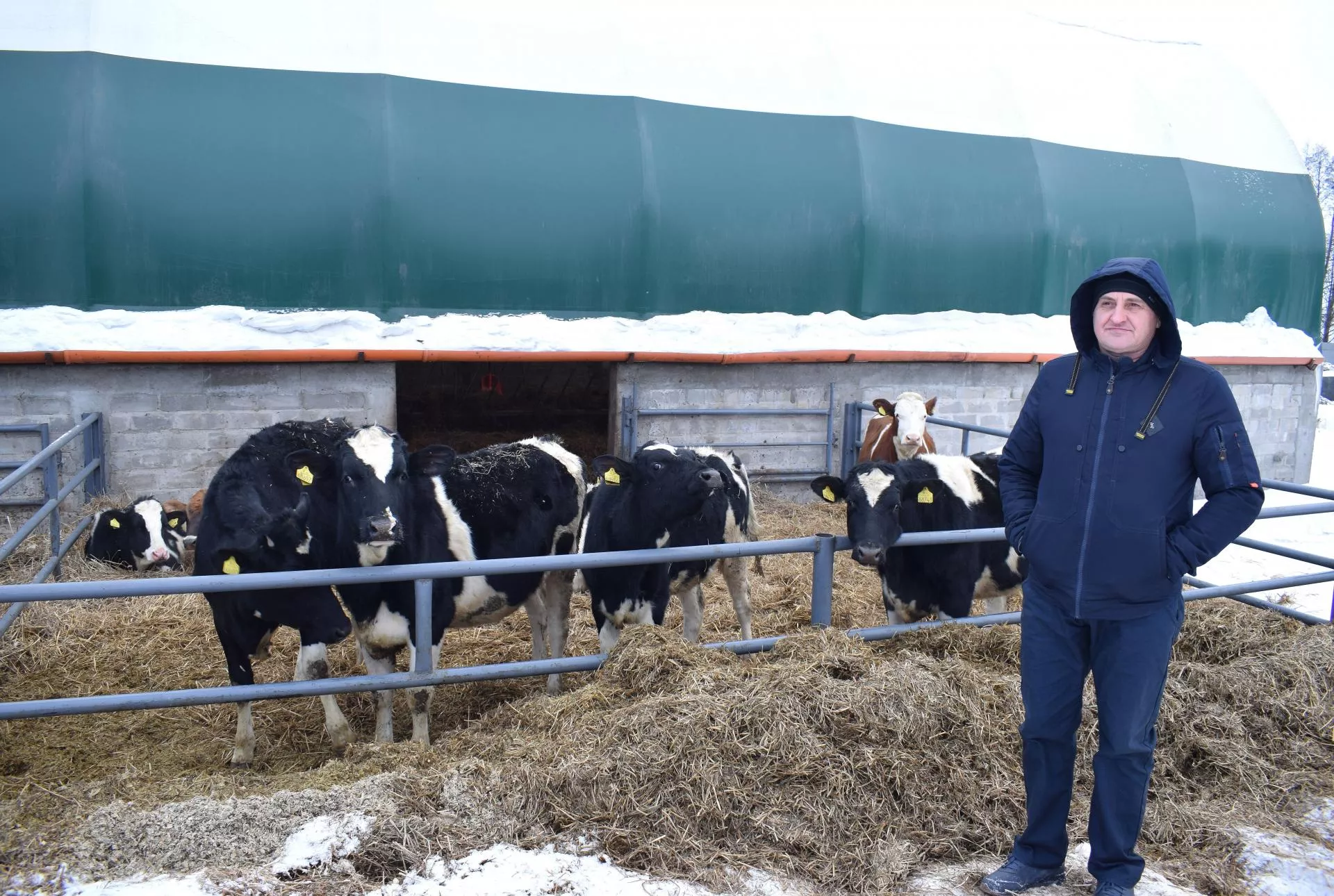 Jałówki w hali namiotowej przy -20°C? Rolnik spod Grunwaldu: to się sprawdza