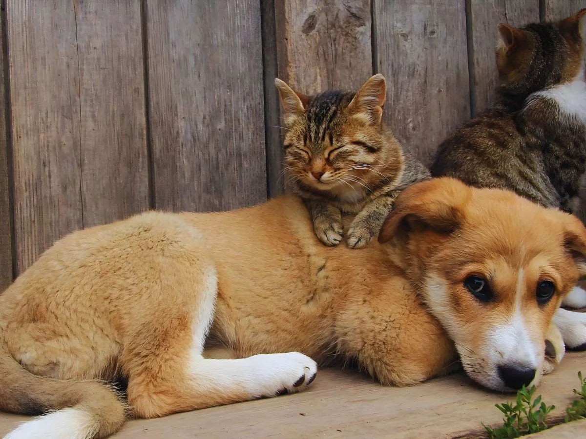 Obowiązkowy rejestr psów w ARiMR. Rolnik zapłaci podwójnie?
