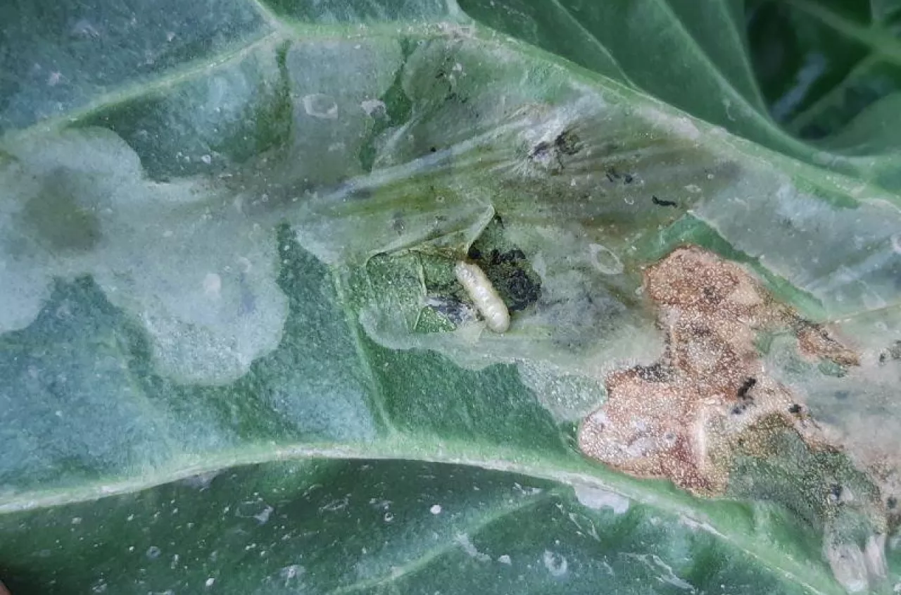 Szkodniki buraka po zimie. Które ucierpią, a które przetrwają?