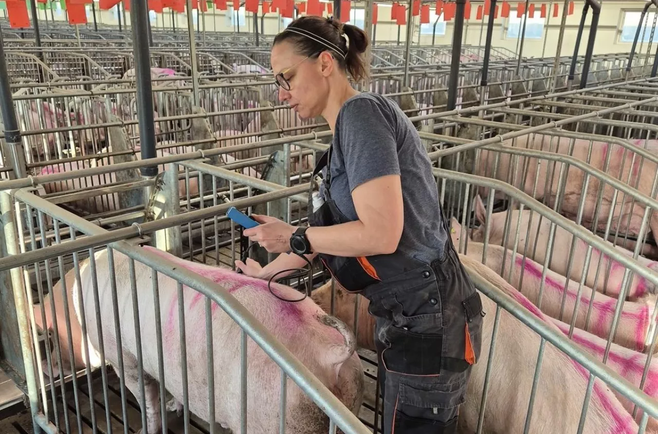 Każda „pusta” locha to tygodnie strat. Jak USG i pomiar słoniny ratują rozród?