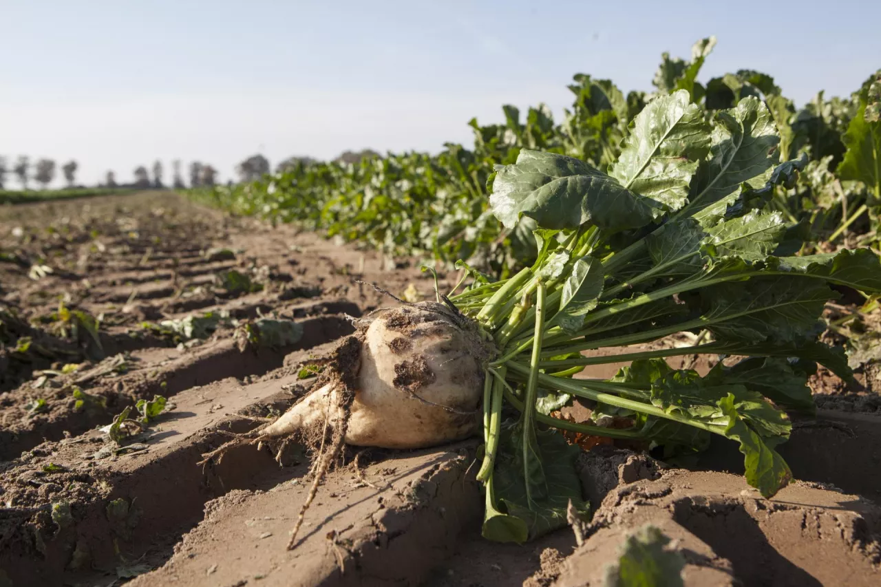 Słodki biznes na burakach 