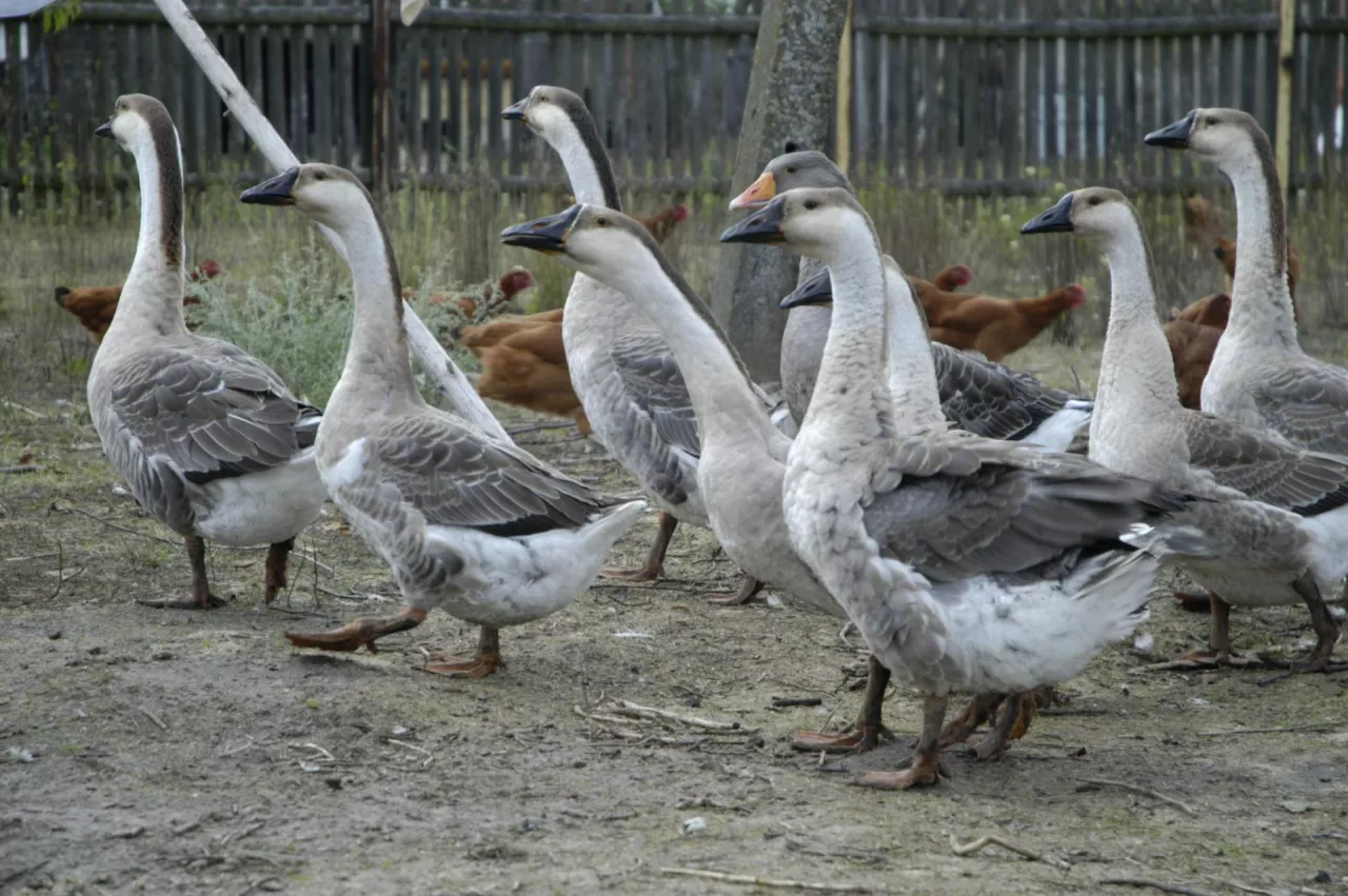 gęsi 