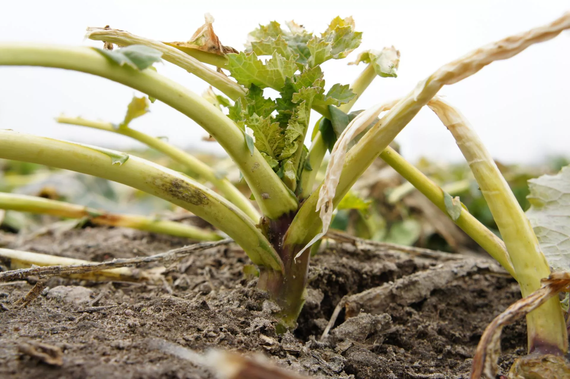 Jak ocenić straty mrozowe w rzepaku?