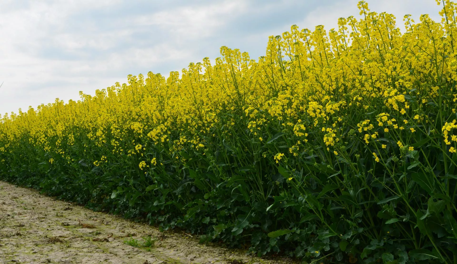 Nowe odmiany rzepaku 2026. COBORU pokazuje listę