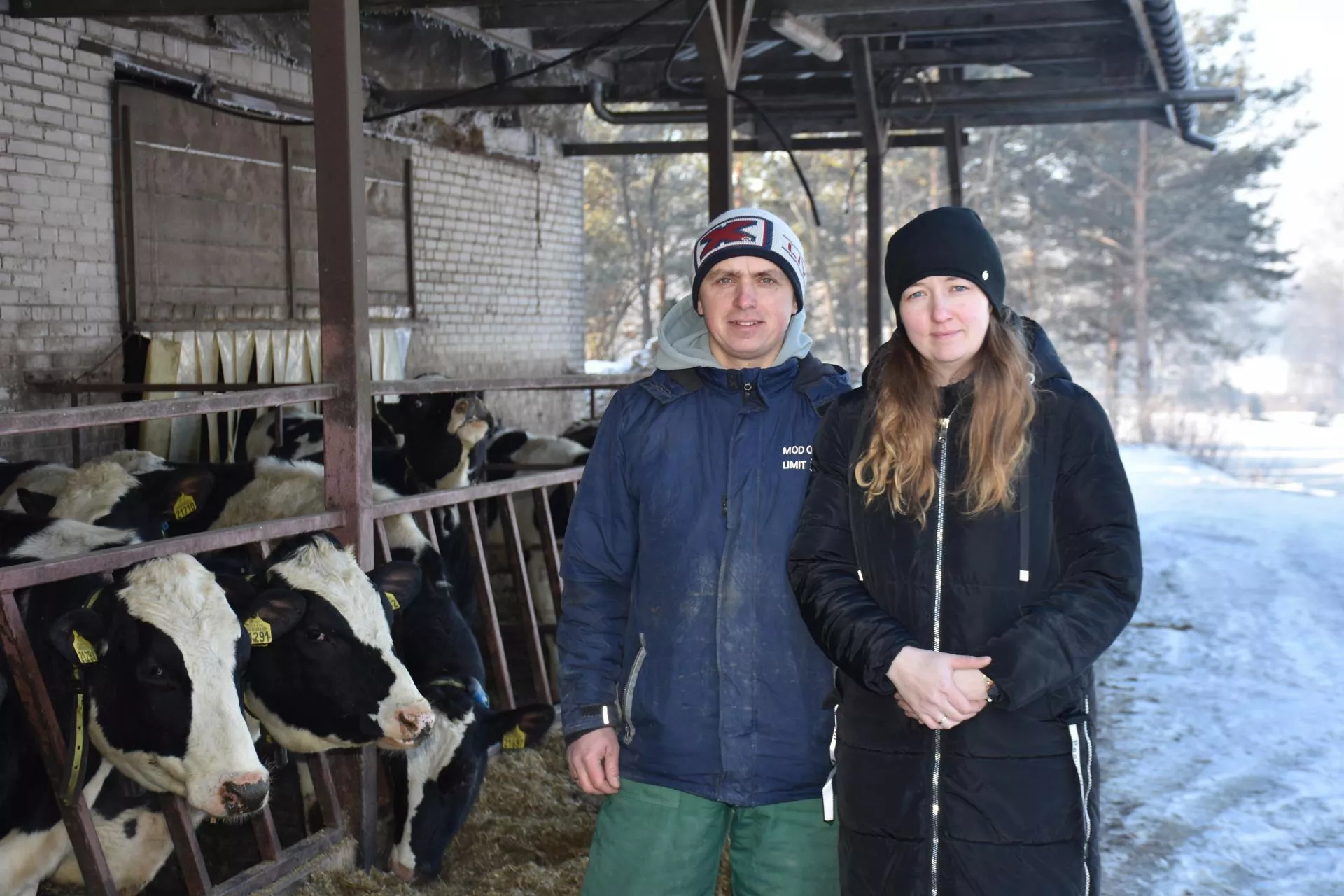 12 tys. kg mleka i dodatkowa laktacja. Ich patent to buhaj w haremie