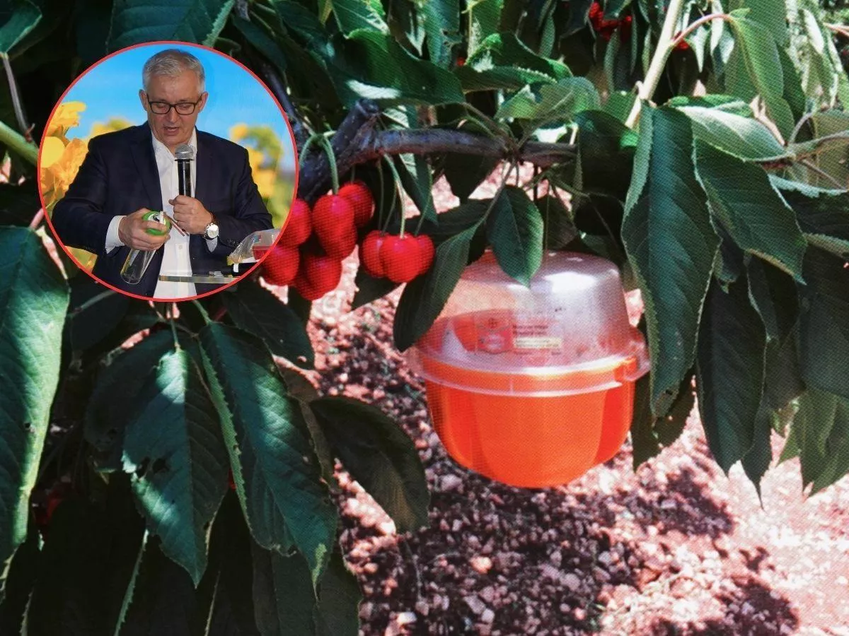 Bez oprysku i bez pozostałości? Bayer wprowadza nowe pułapki i feromony