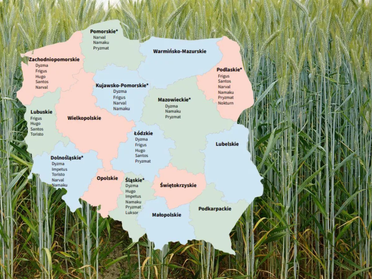 Pszenżyto jare wraca do łask. Sprawdź listę odmian zalecanych